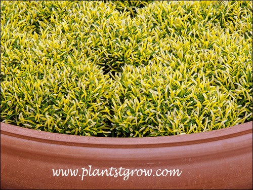 Alternanthera Thin Gold